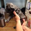 AKC Registered French bulldog