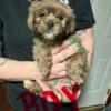 Shorkie/Lhasa Apso Pups