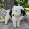 Male sheepadoodle puppy