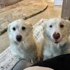 2 Sister Mixed Dogs