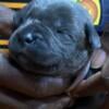 Cane Corso puppies with SUPER 6 Blood Lines