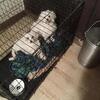 Toy Poodle 5 pound female one year old