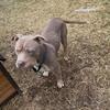American bully/stud tri