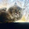  Beautiful Persian female  text 980-616-0077