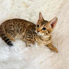 REDUCED Beautiful Brown Spotted SBT F7 Savannah Kittens