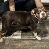 Reese (Chocolate Tri-Female)