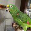 Amazon Parrot Rehome