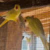 Indian ring neck bonded pair