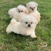 Pekingese shihtzu puppies