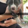 American bully puppies