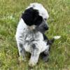 Brooklyn AKC Black Silver Fox Portuguese Water Dog