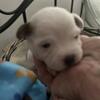 2 schichi/chichuachua mix. 4.weeks old 