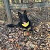 German Shepherd Free