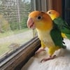 Young WB Caique pairs available