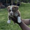 American bully pups