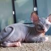 Sphynx kittens for sale