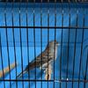 2025 singing male blue canary.