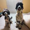 AKC Moyen Poodles need homes