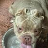 Male American bully
