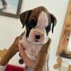 Akc boxer puppies ready to go