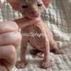 Quality Sphynx kittens available