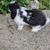 Miniature Lops Breeding Pair