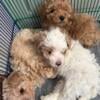 Maltipoo puppies 1 Female