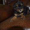 Cafe male toy poodle