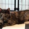 MAINE COON FEMALE RUSSIAN IMPORT RETIRED LOOKING FOR FOREVER HOME ASAP