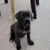 Puppies cane corso Detroit area  females 2