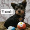 Yorkshire Terrier Puppies