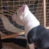 4 months old female tri bully abkc registered  looking for new home   great  pedigree
