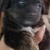 Bernese Mountain Mix Puppies
