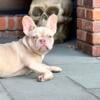 French Bulldog puppies. Akc. Isabella female