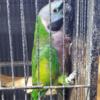 Derbyan parrot female