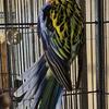 Eastern Rosella Hen