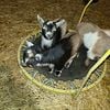 Nigerian Dwarf Goats