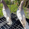 Turkish Tumbler Pigeons (pair)