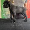 8week import champs