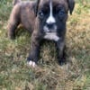 Purebred Boxer Puppies