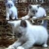 Siamese Beautiful Kittens