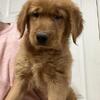 Dark Red AKC Golden Retrievers