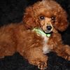 Toy Poodle available now to pet home