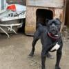 Cane corso puppies 