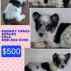 Cowboy Corgi Female 3