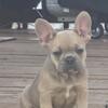 Frenchton pups looking for furever home