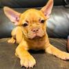 FRENCHIES FOR SALE, MY FRIEND HAS THEM.