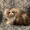 ADOPTED!! CFA reg Silver TABBY & WHITE FEMALE PERSIAN KITTEN (A)