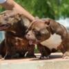 Micro Bully pups 3 females available exceptional pedigree