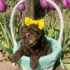 Miniature poodles